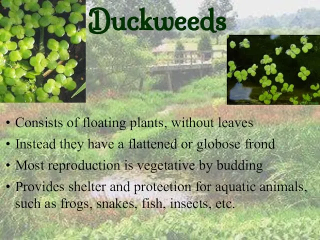 Duckweeds Consists of floating plants, without leaves Instead they have a flattened