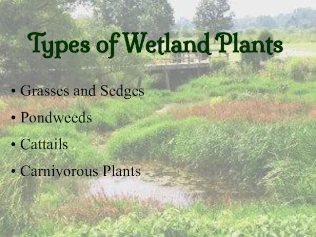 Types of Wetland Plants Grasses and Sedges Pondweeds Cattails Carnivorous Plants