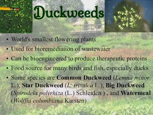 Duckweeds World's smallest flowering plants Used for bioremediation of wastewater Can be