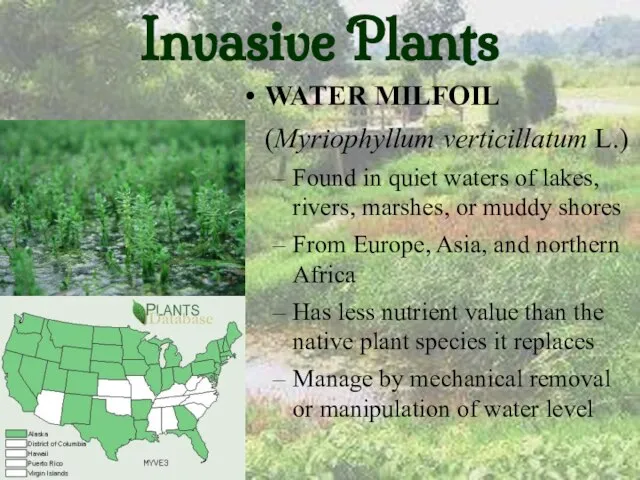 Invasive Plants WATER MILFOIL (Myriophyllum verticillatum L.) Found in quiet waters of