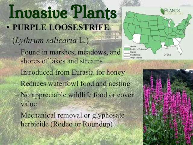 Invasive Plants PURPLE LOOSESTRIFE (Lythrum salicaria L.) Found in marshes, meadows, and