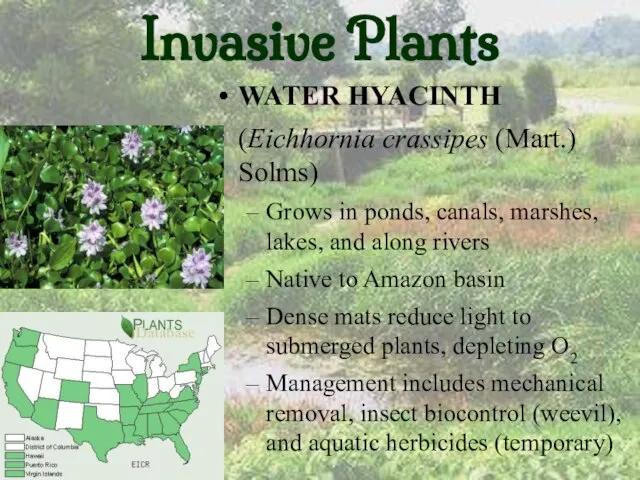 Invasive Plants WATER HYACINTH (Eichhornia crassipes (Mart.) Solms) Grows in ponds, canals,