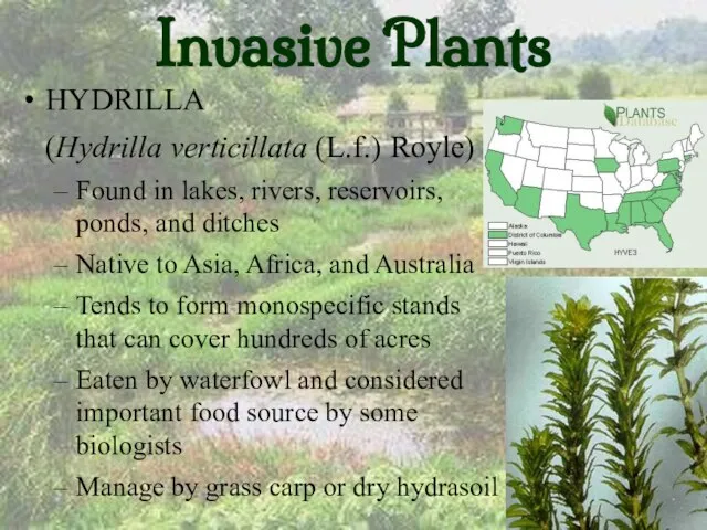 Invasive Plants HYDRILLA (Hydrilla verticillata (L.f.) Royle) Found in lakes, rivers, reservoirs,