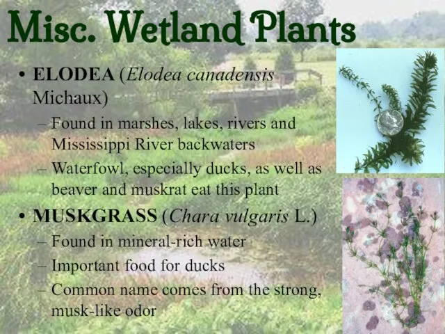 Misc. Wetland Plants ELODEA (Elodea canadensis Michaux) Found in marshes, lakes, rivers