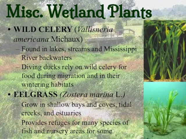 Misc. Wetland Plants WILD CELERY (Vallisneria americana Michaux) Found in lakes, streams