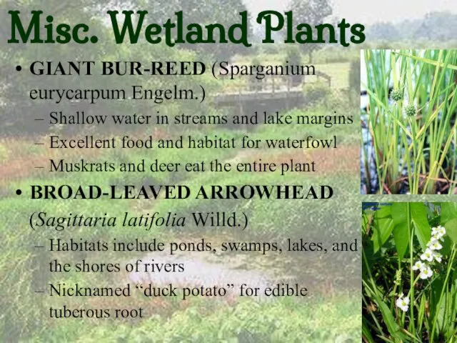 Misc. Wetland Plants GIANT BUR-REED (Sparganium eurycarpum Engelm.) Shallow water in streams