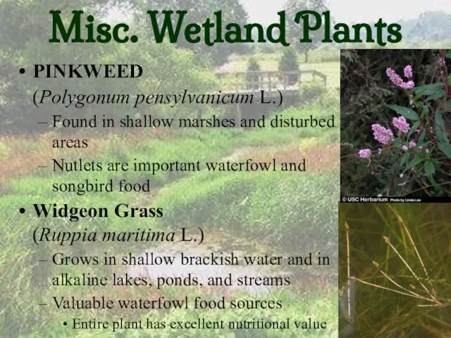 Misc. Wetland Plants PINKWEED (Polygonum pensylvanicum L.) Found in shallow marshes and