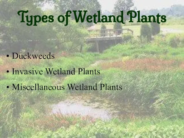 Types of Wetland Plants Duckweeds Invasive Wetland Plants Miscellaneous Wetland Plants