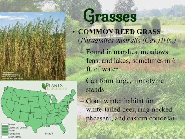 Grasses COMMON REED GRASS (Phragmites australis (Cav.)Trin.) Found in marshes, meadows, fens,