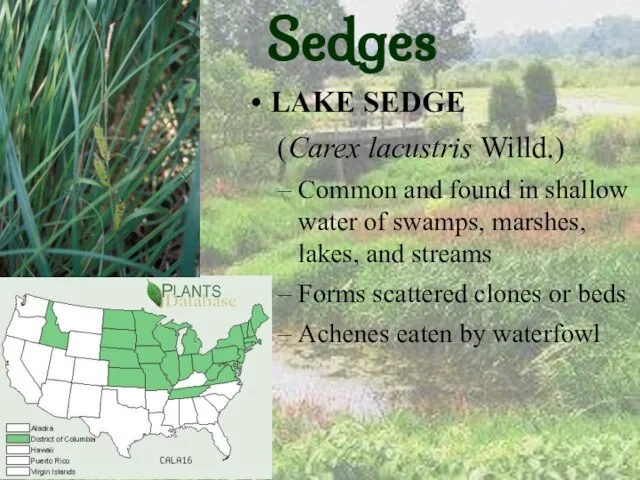 Sedges LAKE SEDGE (Carex lacustris Willd.) Common and found in shallow water