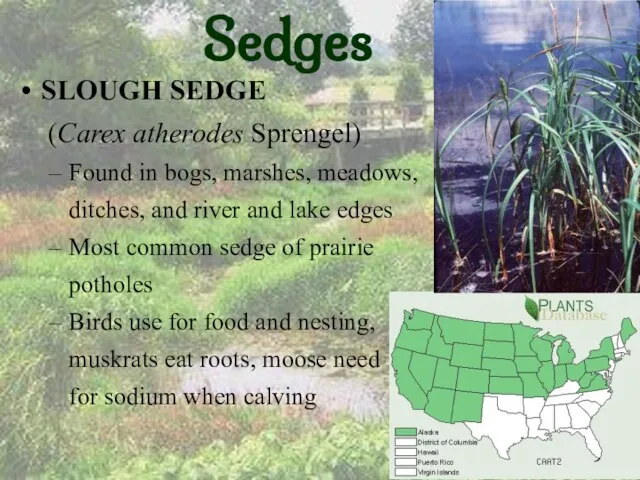 Sedges SLOUGH SEDGE (Carex atherodes Sprengel) Found in bogs, marshes, meadows, ditches,