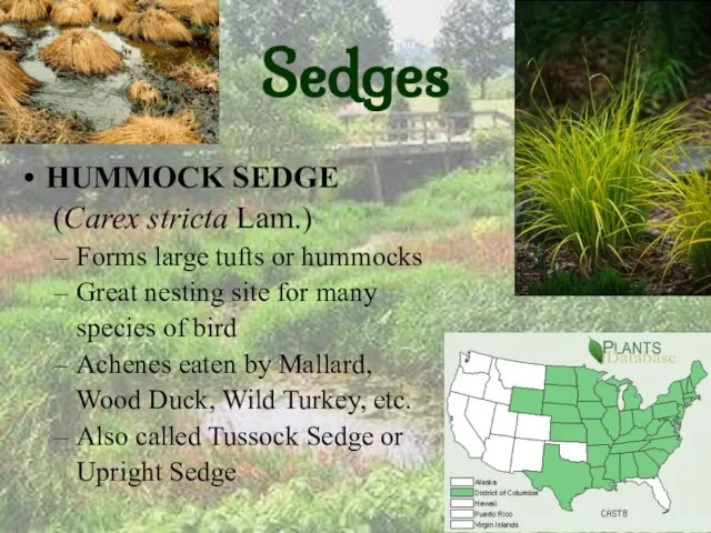 Sedges HUMMOCK SEDGE (Carex stricta Lam.) Forms large tufts or hummocks Great