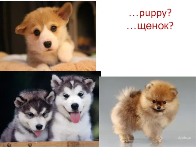 …puppy? …щенок?