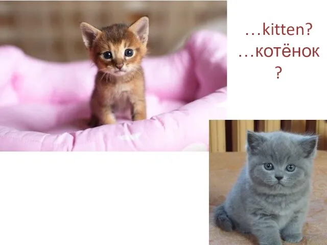 …kitten? …котёнок?