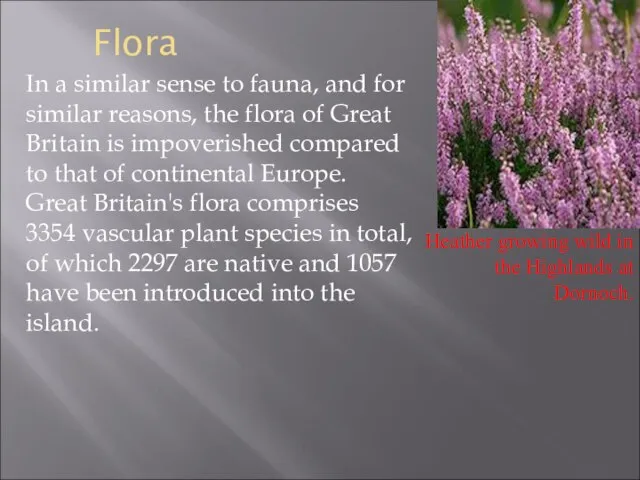 Flora In a similar sense to fauna, and for similar reasons, the