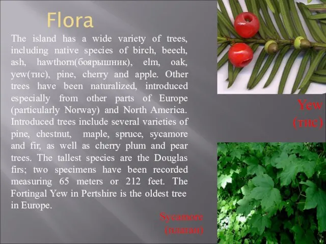 Flora The island has a wide variety of trees, including native species