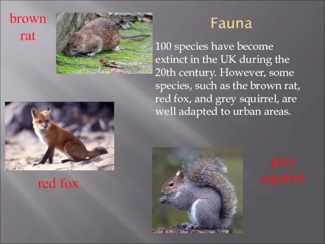 Fauna 100 species have become extinct in the UK during the 20th