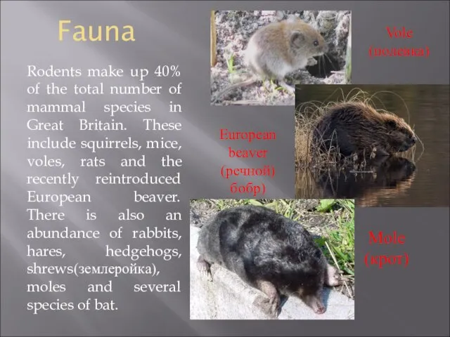 Fauna Rodents make up 40% of the total number of mammal species