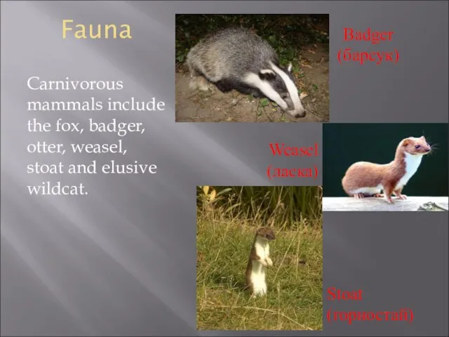 Fauna Carnivorous mammals include the fox, badger, otter, weasel, stoat and elusive