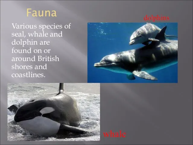 Fauna Various species of seal, whale and dolphin are found on or