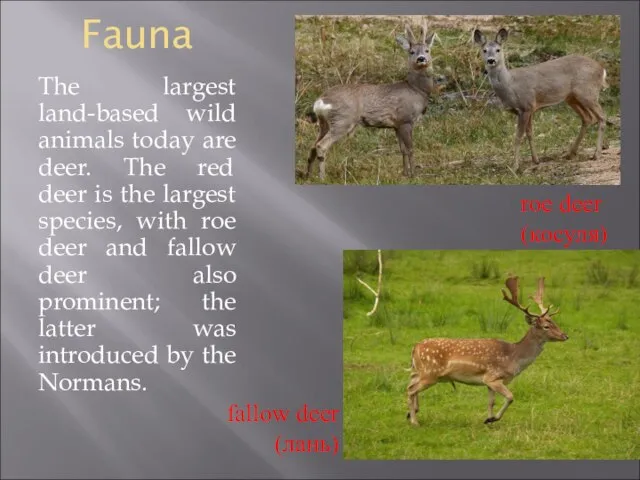 Fauna The largest land-based wild animals today are deer. The red deer