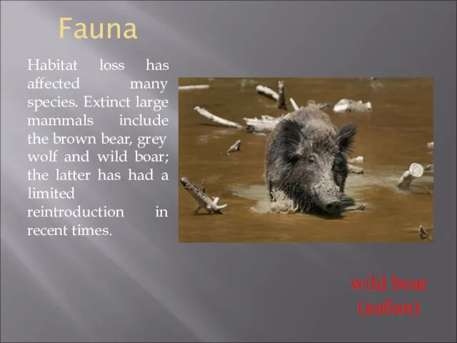 Fauna Habitat loss has affected many species. Extinct large mammals include the