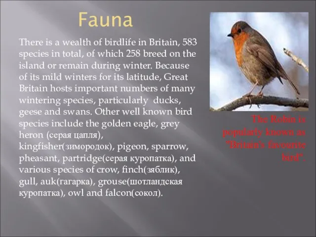Fauna There is a wealth of birdlife in Britain, 583 species in