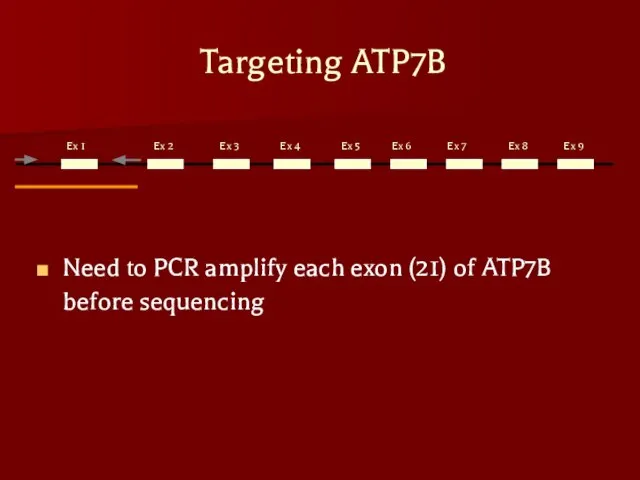 Targeting ATP7B Need to PCR amplify each exon (21) of ATP7B before