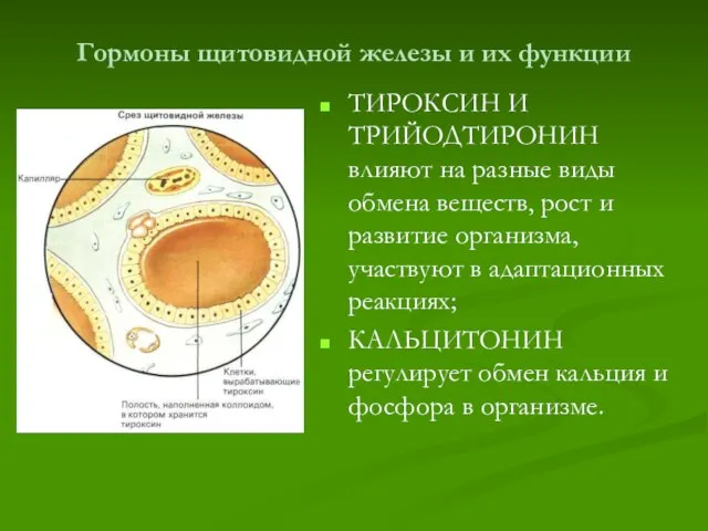 Гормоны щитовидной железы и их функции ТИРОКСИН И ТРИЙОДТИРОНИН влияют на разные