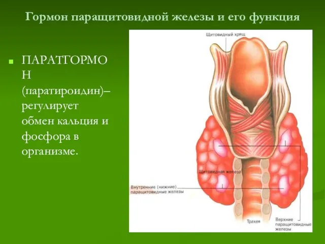 Гормон паращитовидной железы и его функция ПАРАТГОРМОН (паратироидин)– регулирует обмен кальция и фосфора в организме.