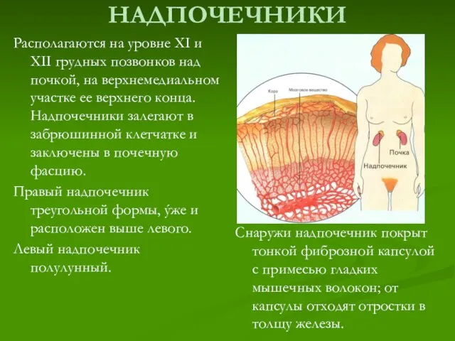 НАДПОЧЕЧНИКИ Располагаются на уровне XI и XII грудных позвонков над почкой, на