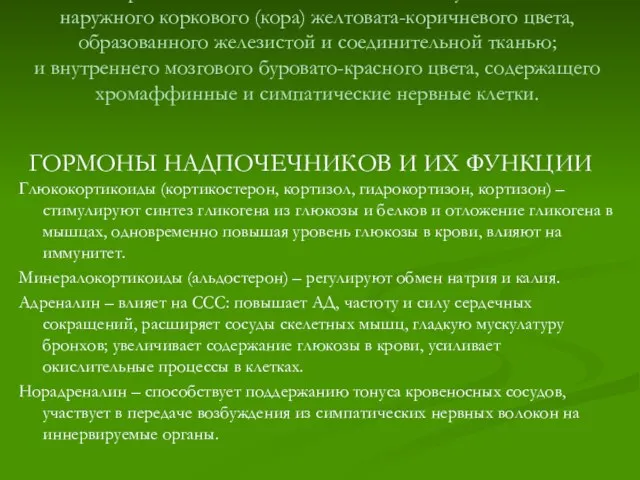 Паренхима надпочечника состоит из двух слоев: наружного коркового (кора) желтовата-коричневого цвета, образованного