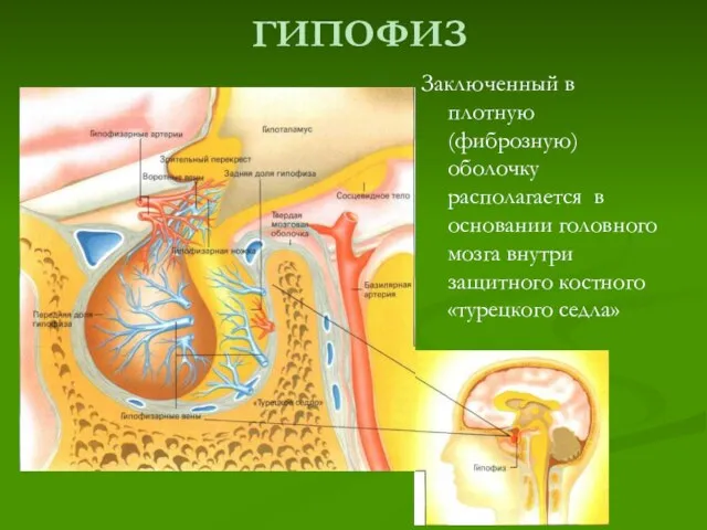 ГИПОФИЗ Заключенный в плотную (фиброзную) оболочку располагается в основании головного мозга внутри защитного костного «турецкого седла»