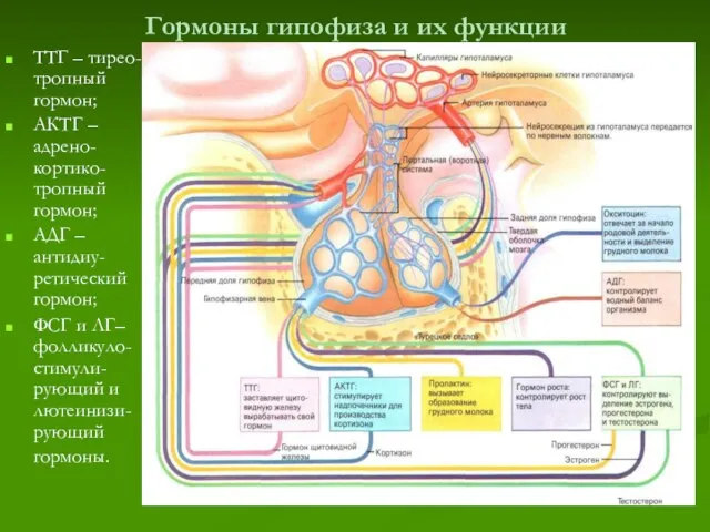 Гормоны гипофиза и их функции ТТГ – тирео-тропный гормон; АКТГ – адрено-кортико-тропный