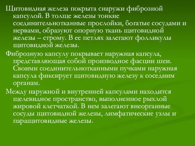 Щитовидная железа покрыта снаружи фиброзной капсулой. В толще железы тонкие соединительнотканные прослойки,