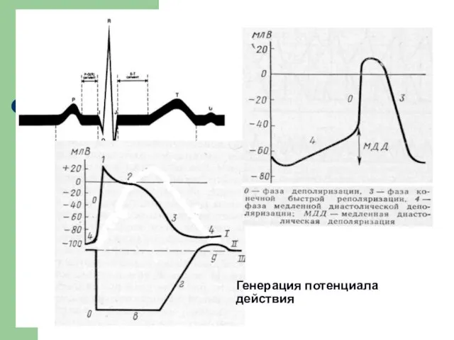 Генерация потенциала действия