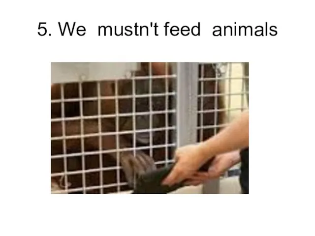 5. We mustn't feed animals