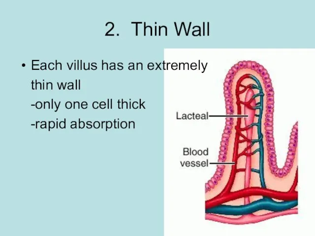 2. Thin Wall Each villus has an extremely thin wall -only one cell thick -rapid absorption