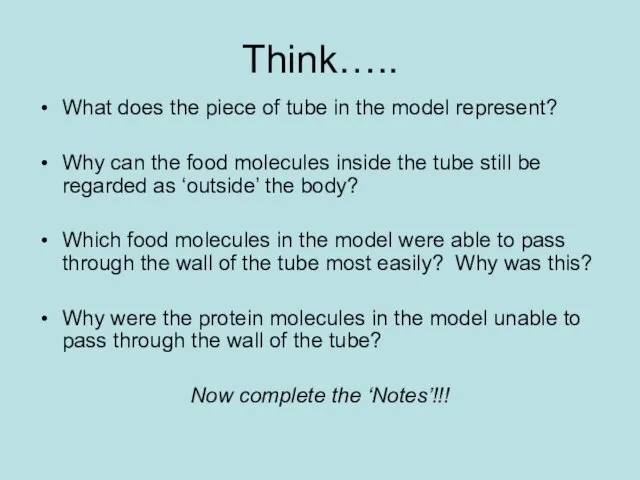 Think….. What does the piece of tube in the model represent? Why