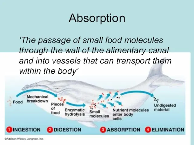 Absorption ‘The passage of small food molecules through the wall of the