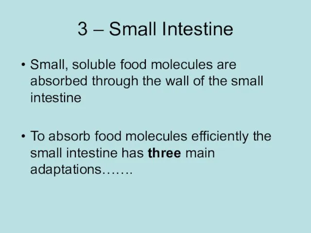 3 – Small Intestine Small, soluble food molecules are absorbed through the