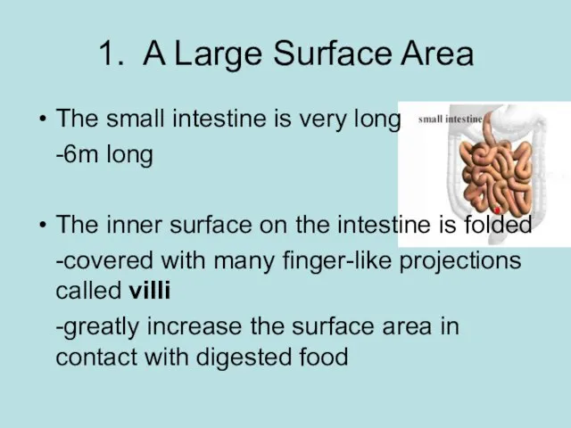 1. A Large Surface Area The small intestine is very long -6m