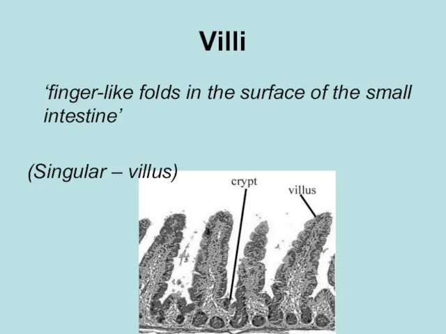 Villi ‘finger-like folds in the surface of the small intestine’ (Singular – villus)