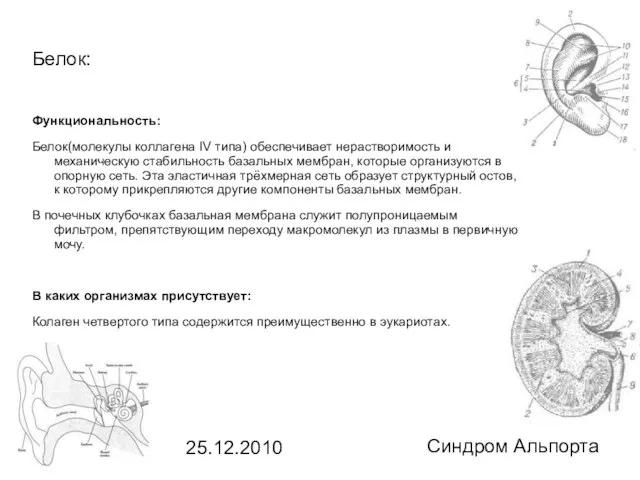 25.12.2010 Синдром Альпорта Белок: Функциональность: Белок(молекулы коллагена IV типа) обеспечивает нерастворимость и