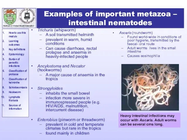 Examples of important metazoa – intestinal nematodes Trichuris (whipworm) A soil transmitted