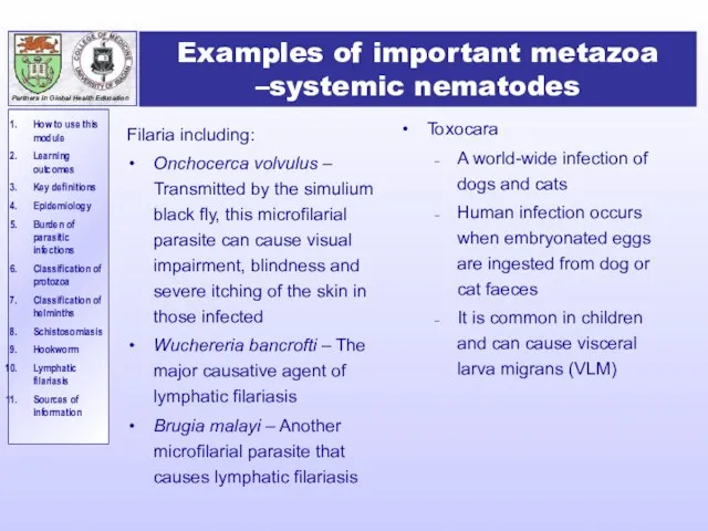 Examples of important metazoa –systemic nematodes Filaria including: Onchocerca volvulus – Transmitted