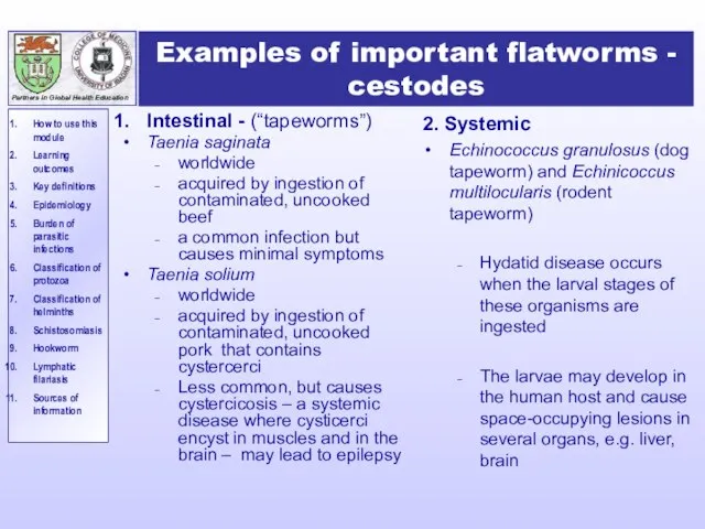 Examples of important flatworms - cestodes Intestinal - (“tapeworms”) Taenia saginata worldwide