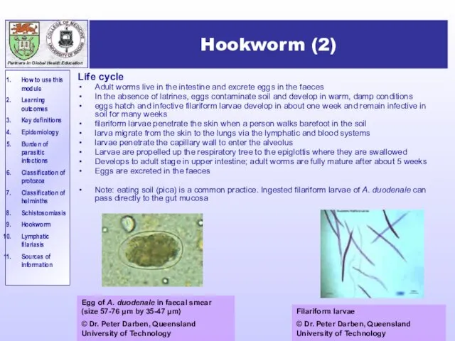 Hookworm (2) Life cycle Adult worms live in the intestine and excrete