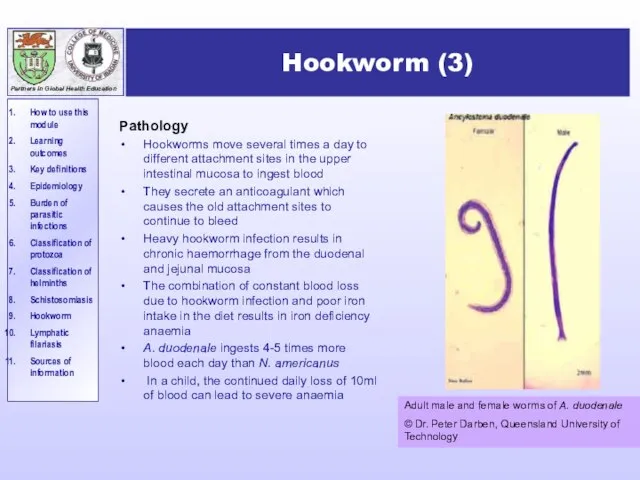 Hookworm (3) Pathology Hookworms move several times a day to different attachment
