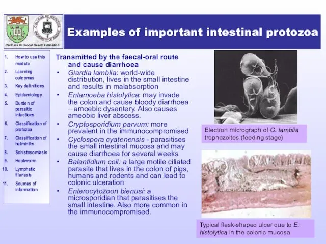 Examples of important intestinal protozoa Transmitted by the faecal-oral route and cause